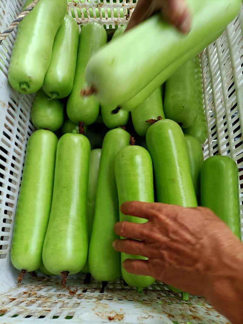 福建漳优质瓠瓜，葫芦瓜，蒲瓜一手货源，现摘现卖，货源充足