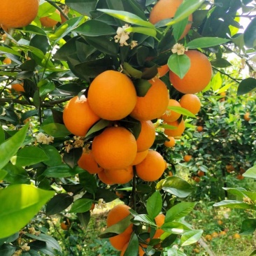 夏橙