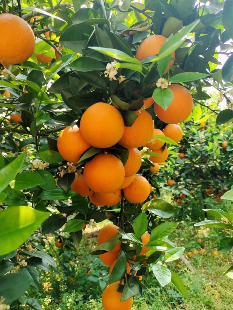 夏橙