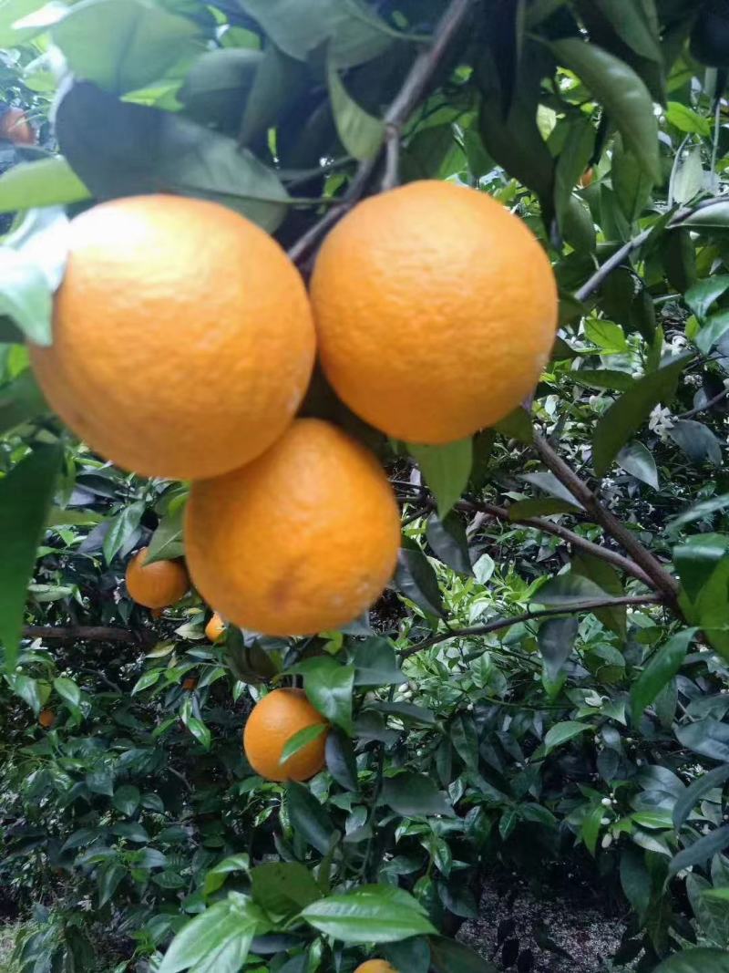 夏橙