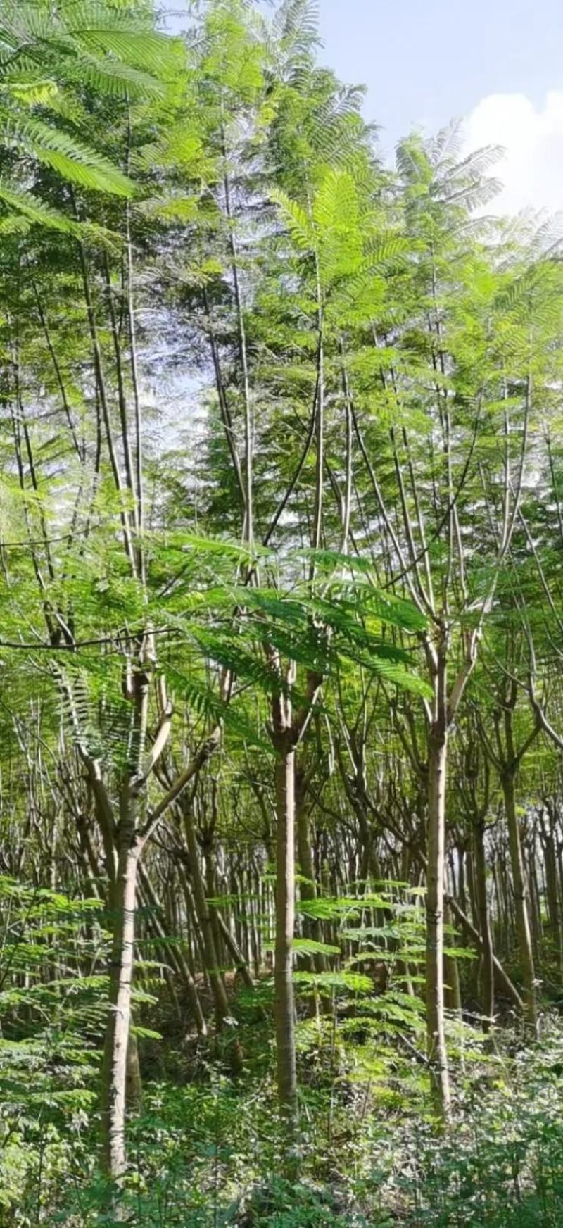 适合河堤、公园、住宅小区、公路绿化带绿化园林蓝花楹木
