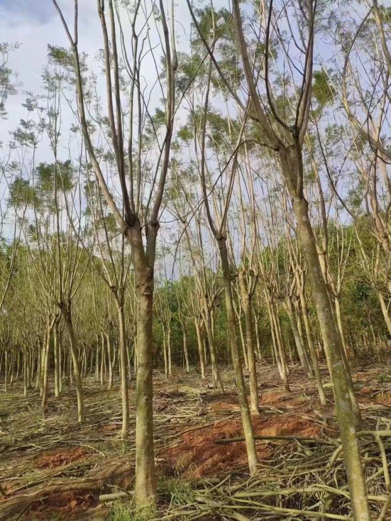 适合河堤、公园、住宅小区、公路绿化带绿化园林蓝花楹木