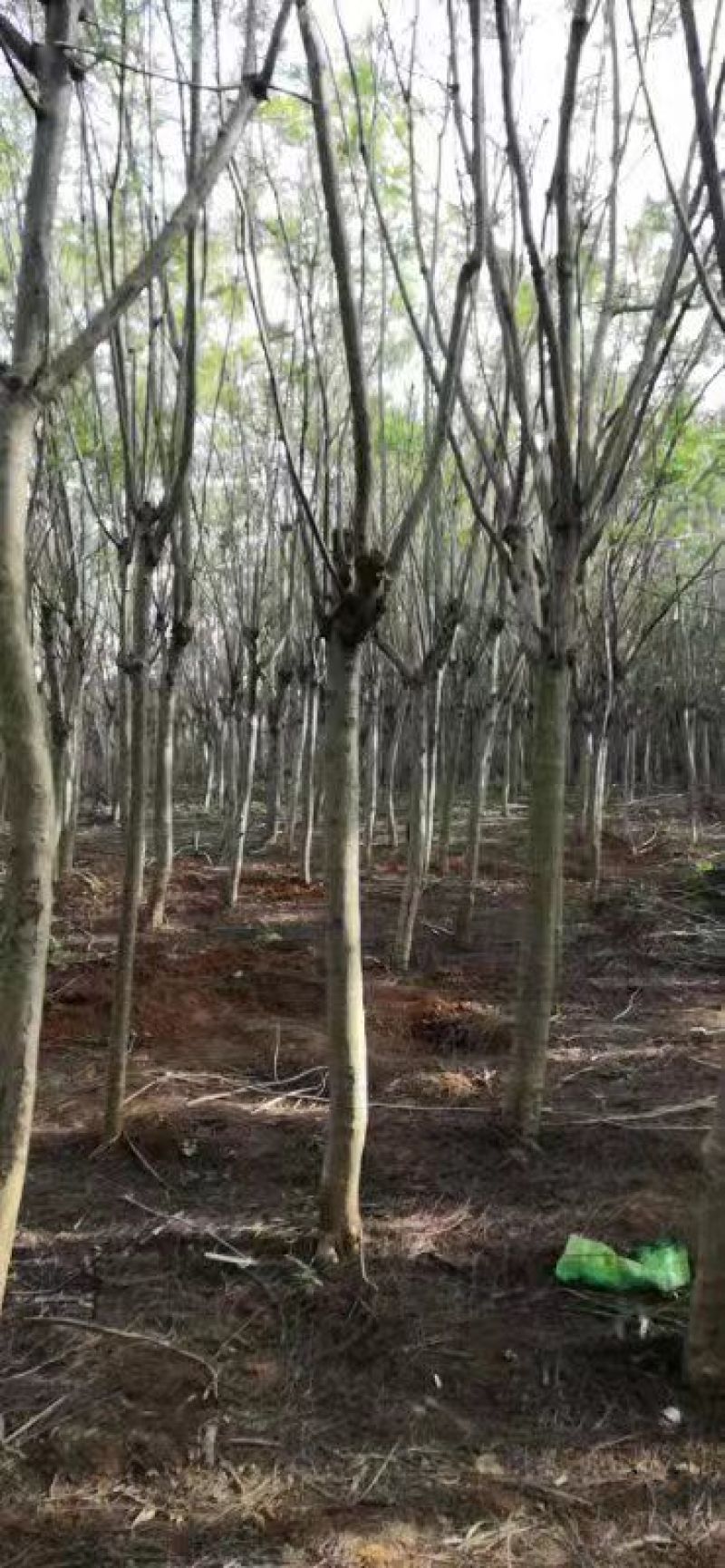 适合河堤、公园、住宅小区、公路绿化带绿化园林蓝花楹木