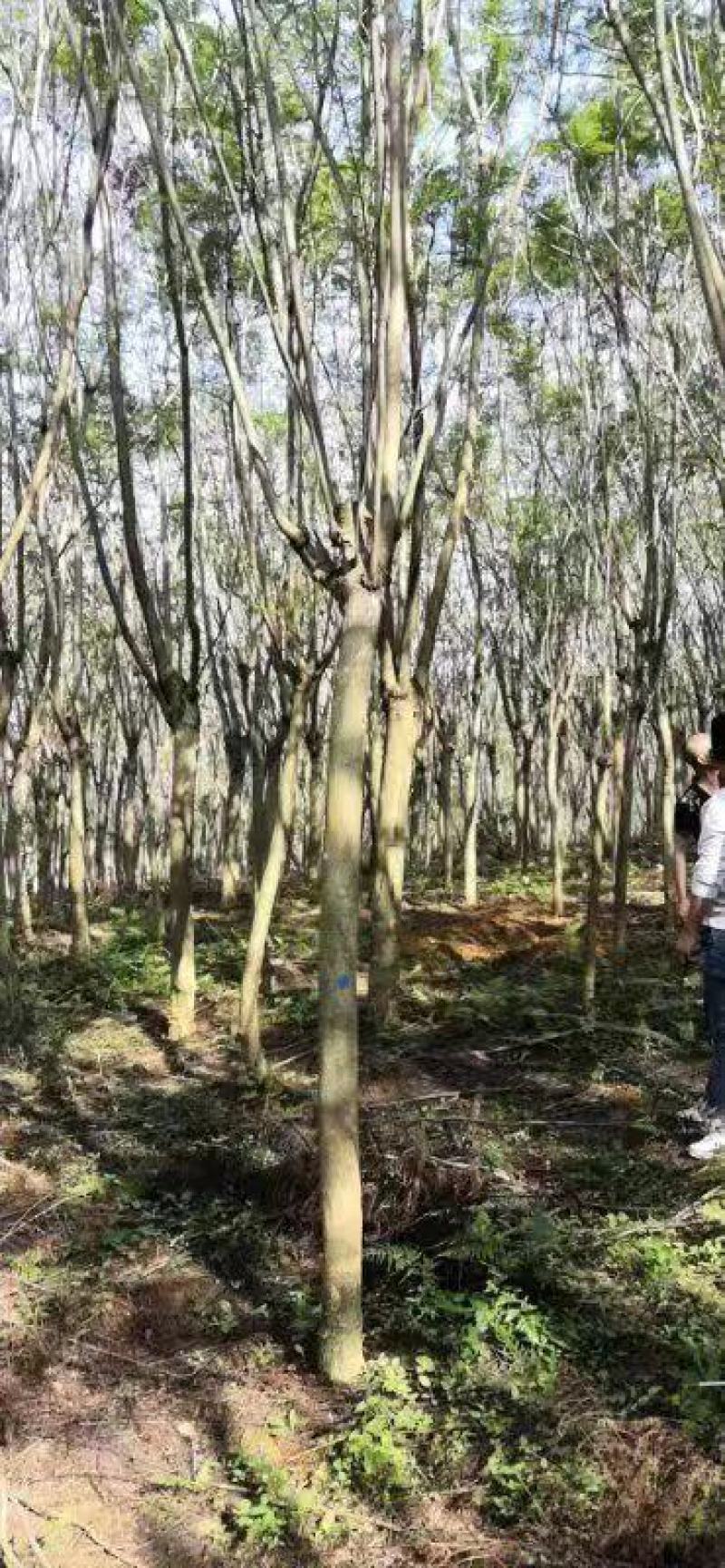 适合河堤、公园、住宅小区、公路绿化带绿化园林蓝花楹木