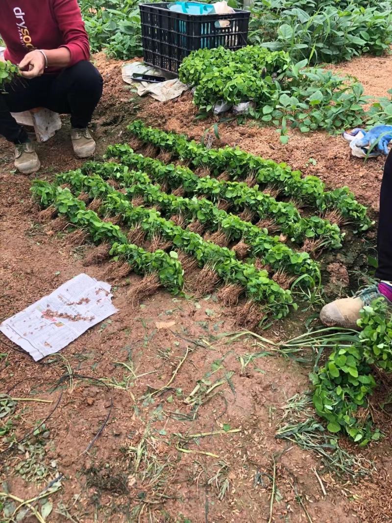 粉防己苗，杯苗和裸苗都有，自家育苗基地，保证成活率。