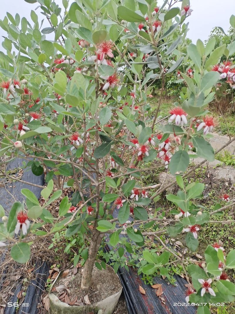 菲油果树苗