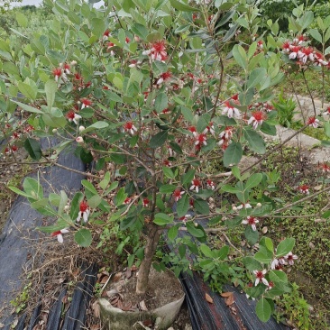 菲油果树苗
