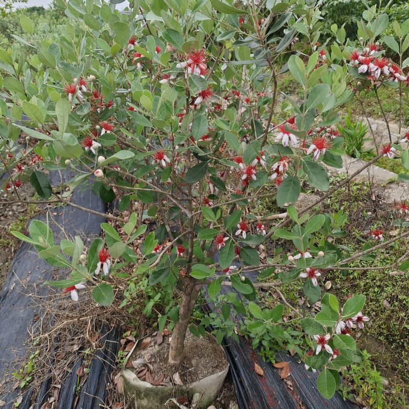 菲油果树苗