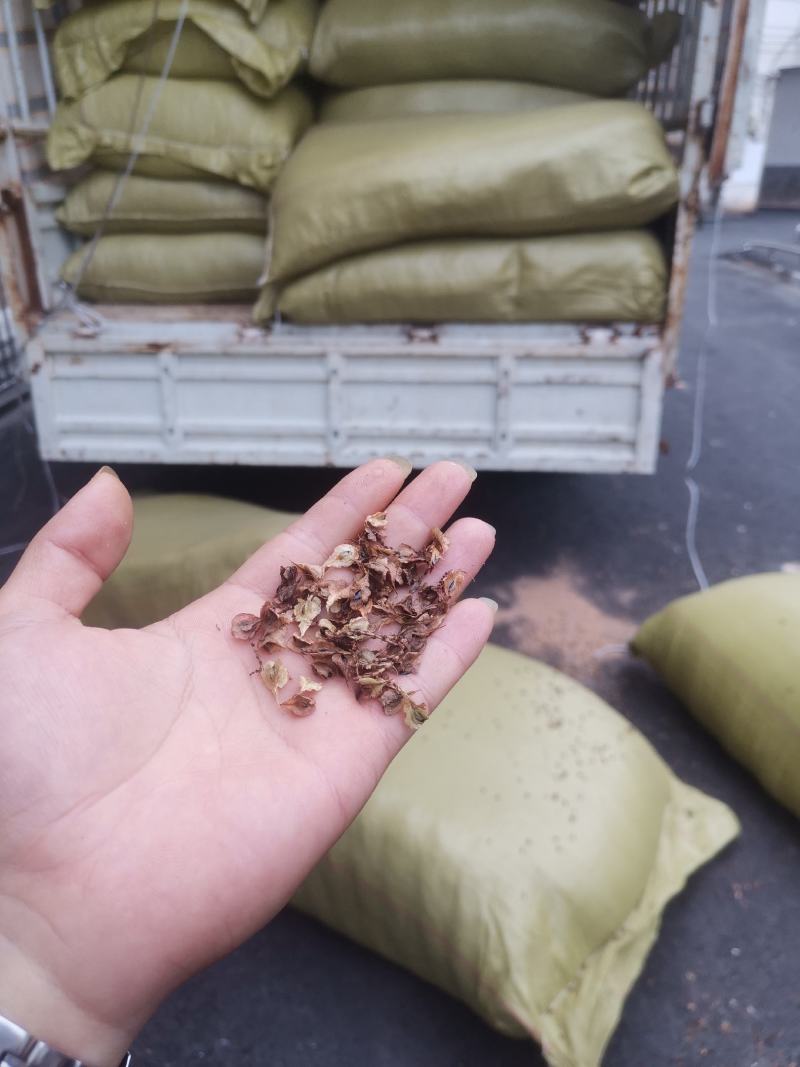 虎杖种子，高产驯化品种，出芽率有保证，提供育苗种植技术