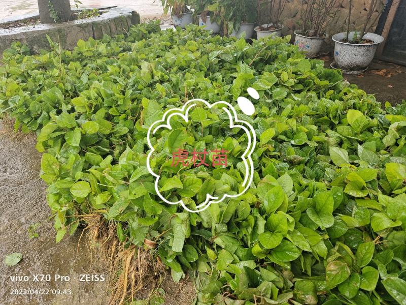虎杖种子，高产驯化品种，出芽率有保证，提供育苗种植技术