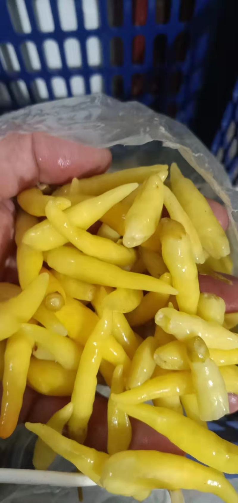 剁椒加工出售