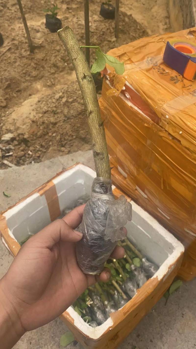 【香水柠檬无籽高压苗】基地直供母树纯正柠檬苗四季结果