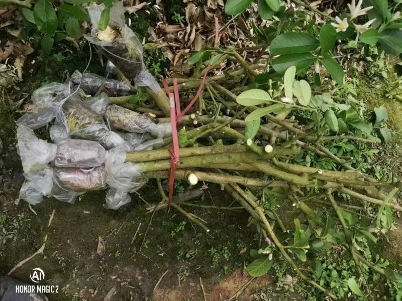 【香水柠檬无籽高压苗】基地直供母树纯正柠檬苗四季结果