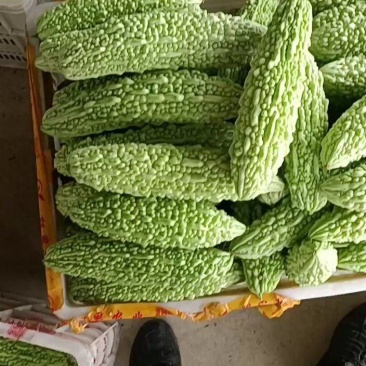 福建漳州优质白珍珠苦瓜一手货源，现摘现卖，货源充足