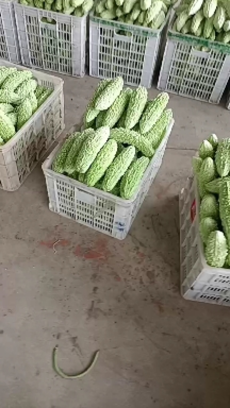 福建漳州优质白珍珠苦瓜一手货源，现摘现卖，货源充足
