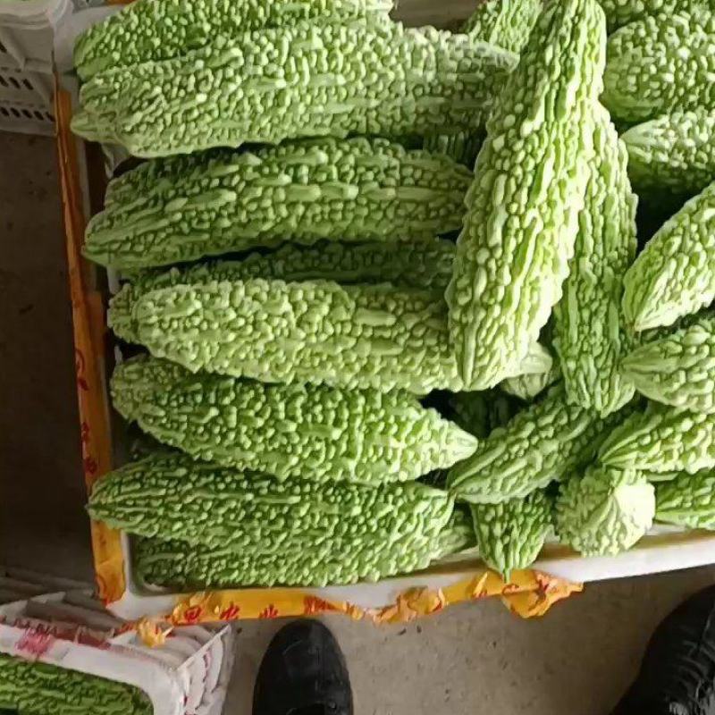 福建漳州优质白珍珠苦瓜一手货源，现摘现卖，货源充足
