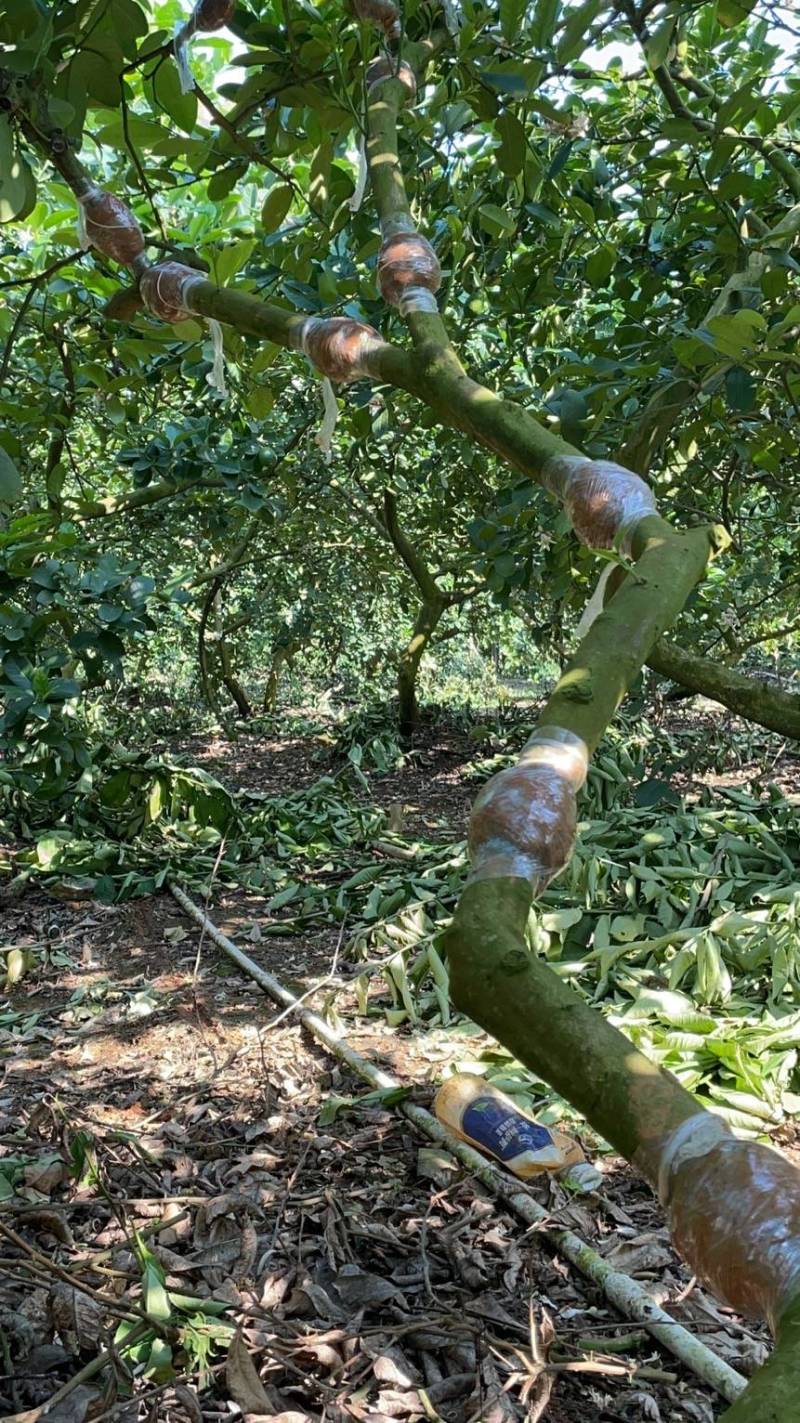 【香水柠檬无籽高压苗】基地直供母树纯正柠檬苗四季结果
