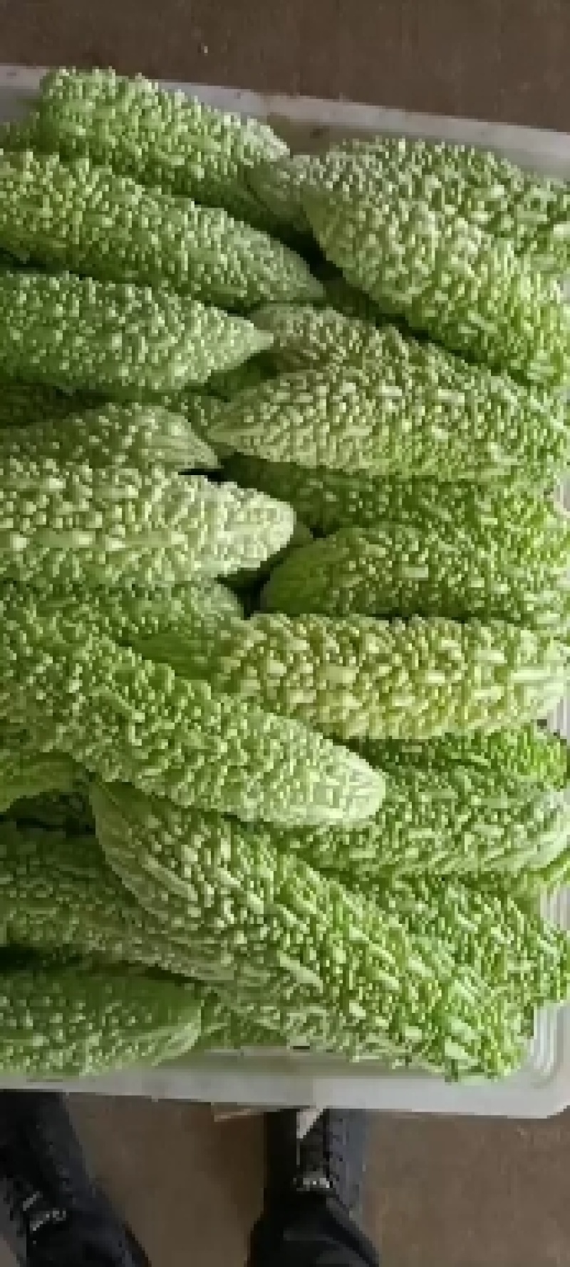 福建漳州优质白珍珠苦瓜一手货源，现摘现卖，货源充足