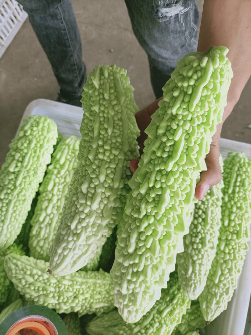 福建漳州优质白珍珠苦瓜一手货源，现摘现卖，货源充足