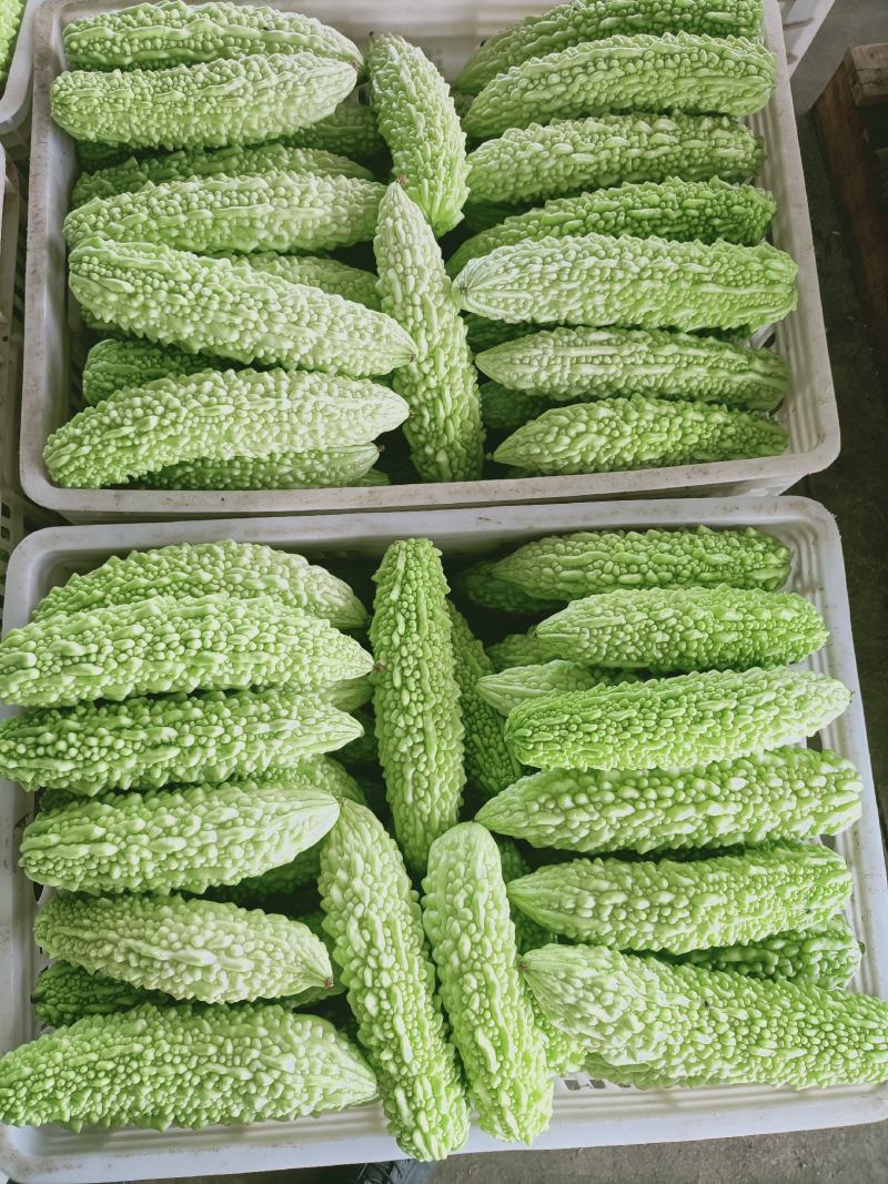 福建漳州优质白珍珠苦瓜一手货源，现摘现卖，货源充足