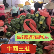 广东甜王西瓜大量上市出货⋯货源充足⋯产地专业代办