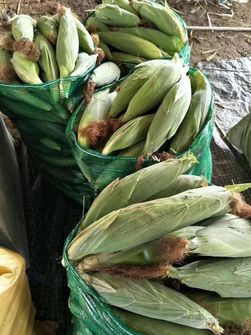 优质福建漳州甜玉米泰系一手货源，现摘现卖，货源充足
