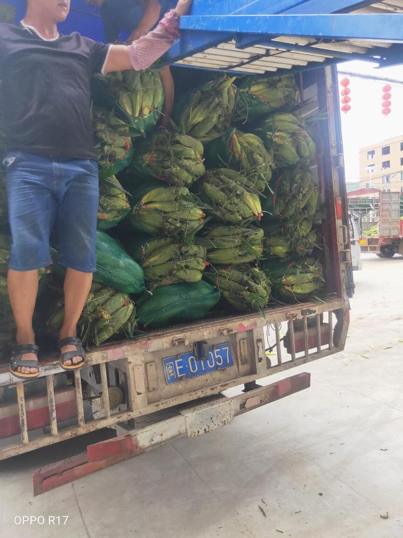 优质福建漳州甜玉米泰系一手货源，现摘现卖，货源充足