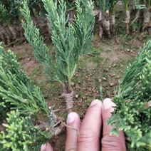 小龙柏树苗
