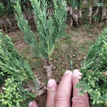 小龙柏树苗