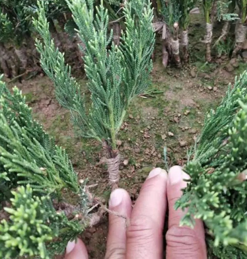 小龙柏树苗
