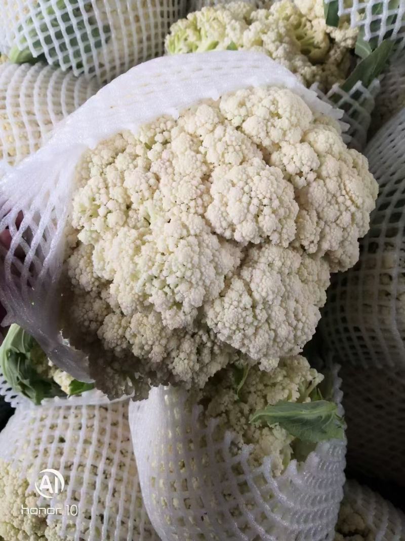 精品河南焦作有机花菜现货供应电商加工厂货源充足