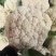精品河南焦作有机花菜现货供应电商加工厂货源充足