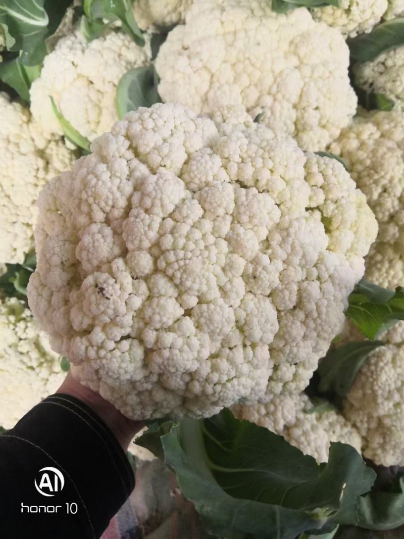 精品河南焦作有机花菜现货供应电商加工厂货源充足