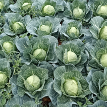 基地精品好菜，常年有货，清秀无虫，无烂底板，八成熟