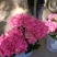 绣球花（无尽夏）八仙花/基地直发货/品种齐全/价格实惠