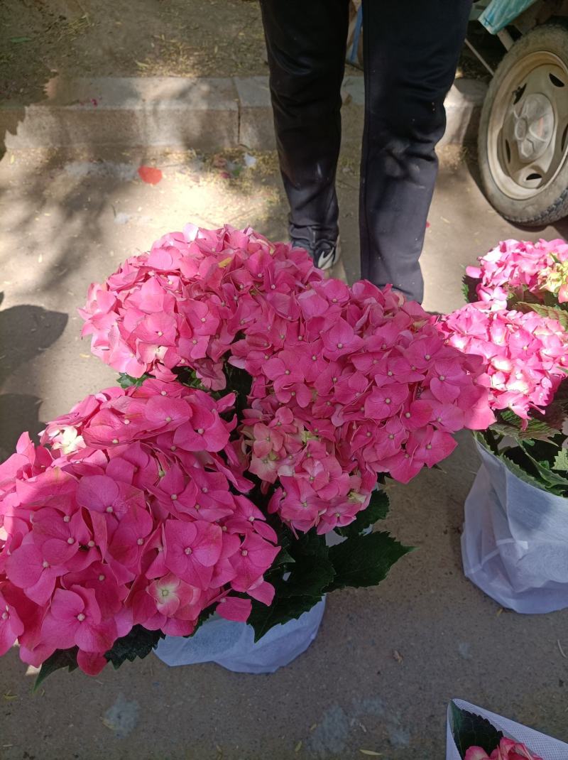 绣球花（无尽夏）八仙花/基地直发货/品种齐全/价格实惠