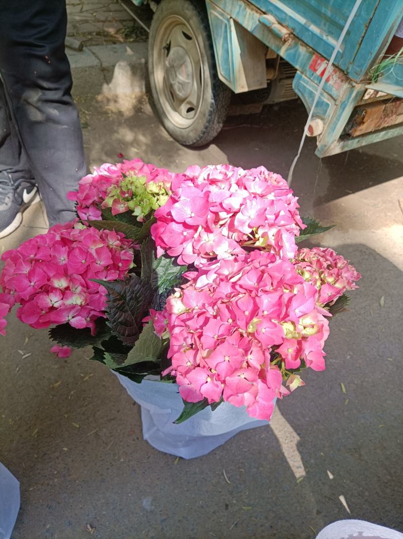 绣球花（无尽夏）八仙花/基地直发货/品种齐全/价格实惠