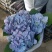 绣球花（无尽夏）八仙花/基地直发货/品种齐全/价格实惠