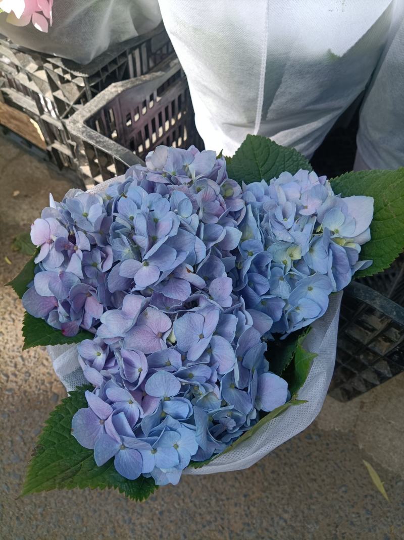 绣球花（无尽夏）八仙花/基地直发货/品种齐全/价格实惠