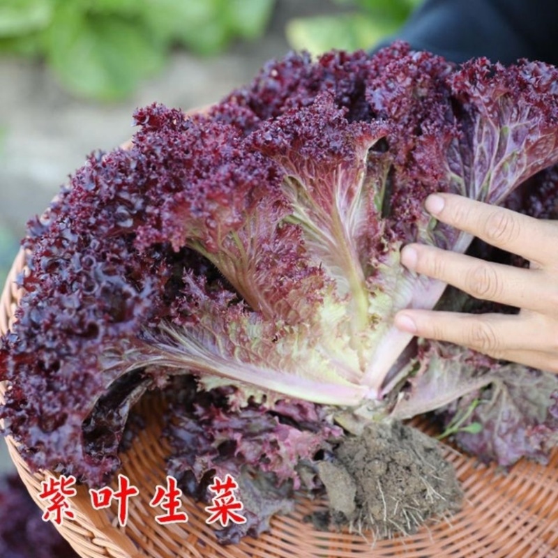紫叶生菜