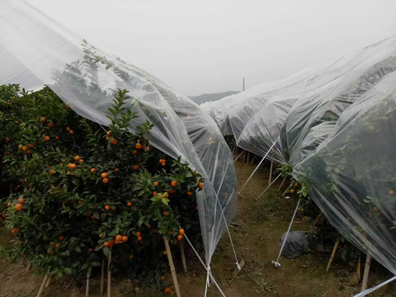 加茂金属砂糖橘专用膜防寒防冻膜金桔专用膜