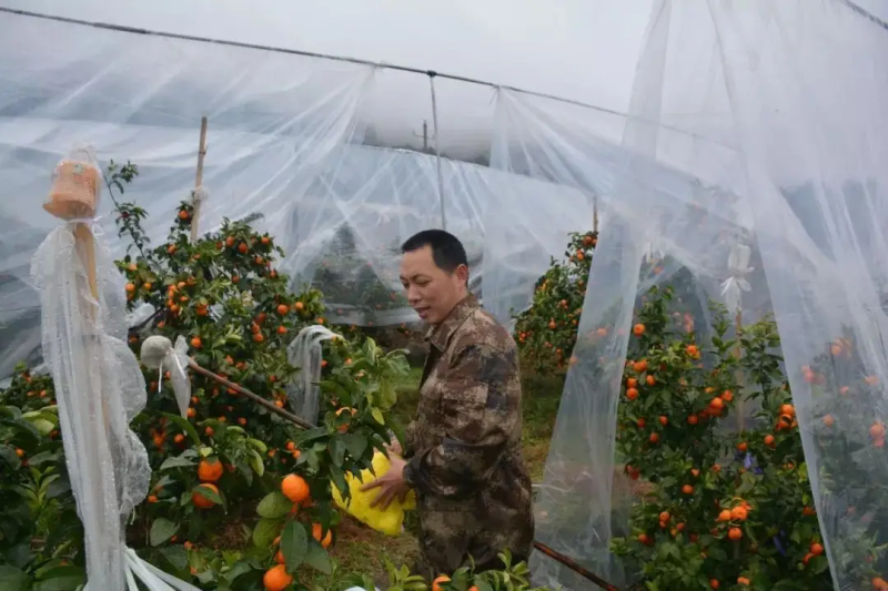 加茂金属砂糖橘专用膜防寒防冻膜金桔专用膜