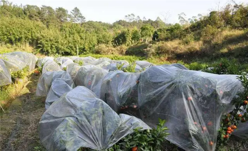 加茂金属砂糖橘专用膜防寒防冻膜金桔专用膜