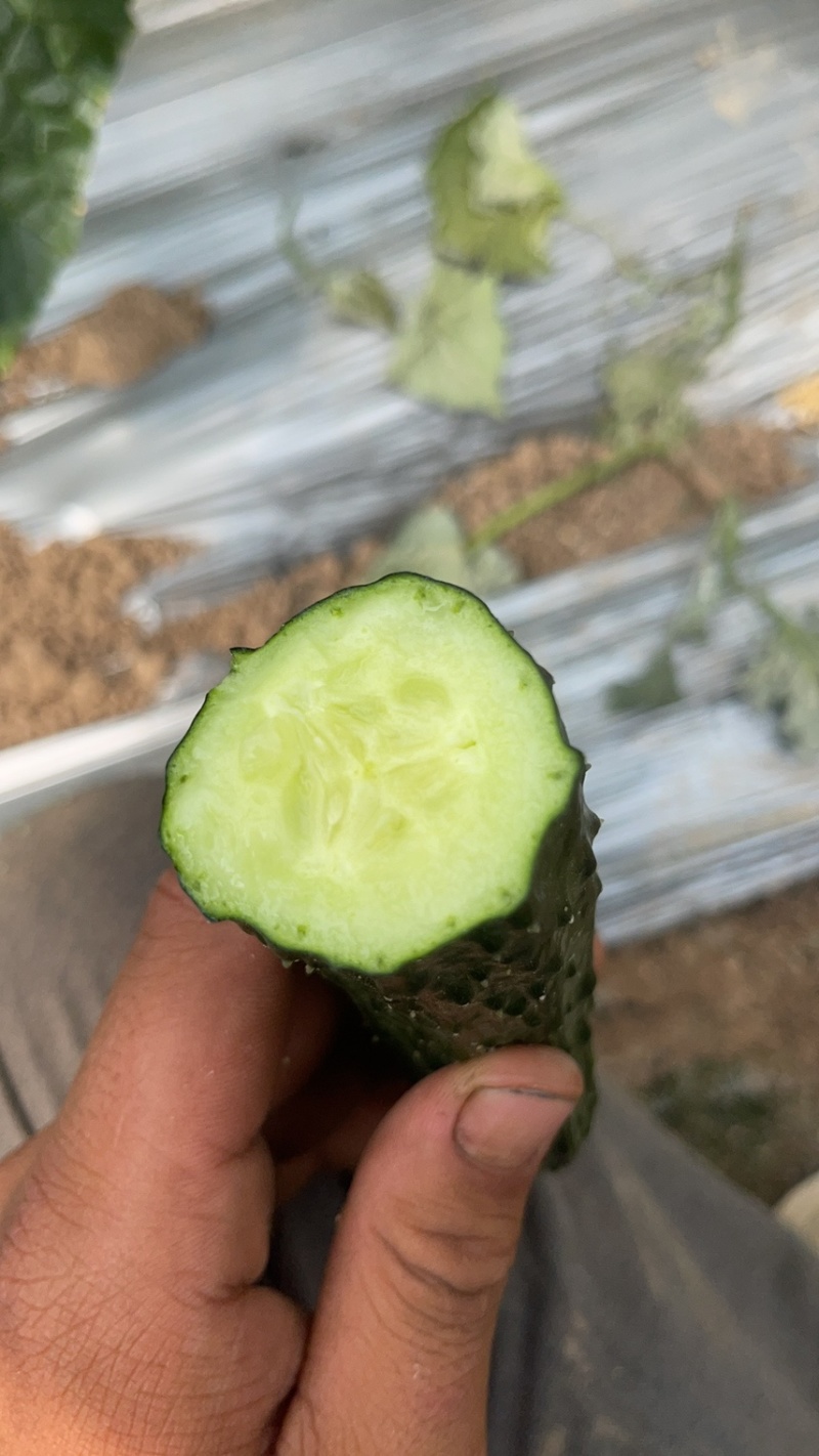 黄瓜甜黄瓜水果黄瓜
