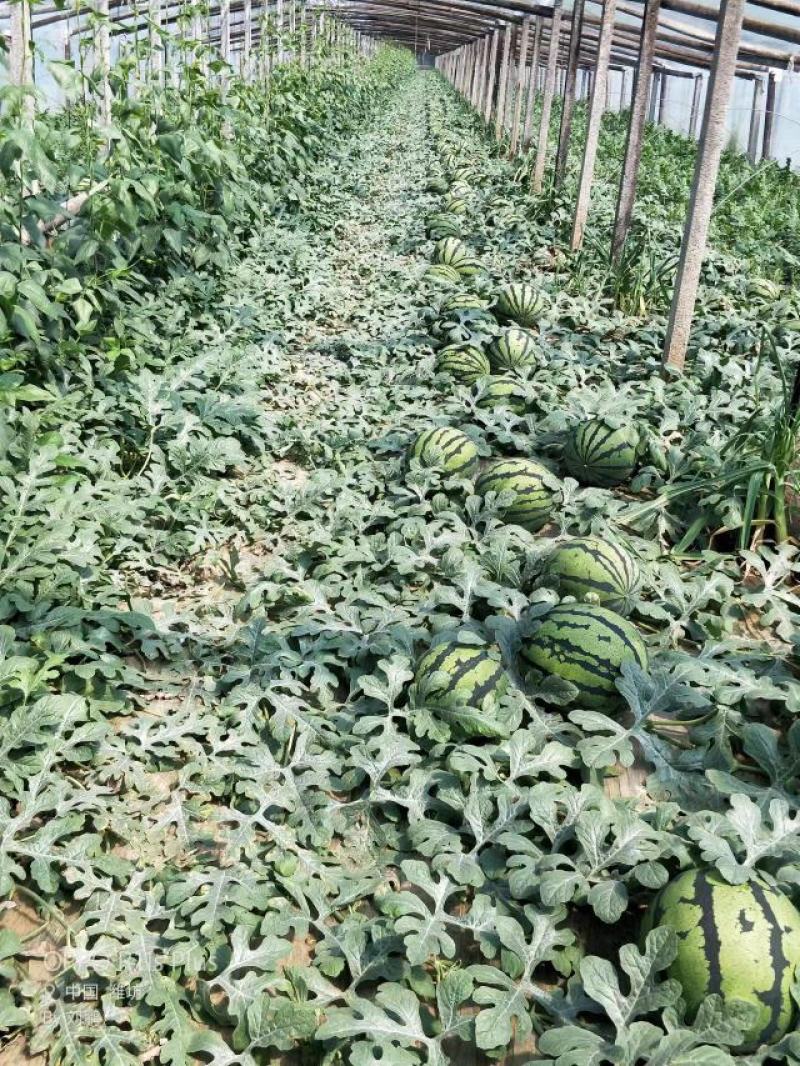 甜王西瓜货源充足产地一手货源保质保量品质好