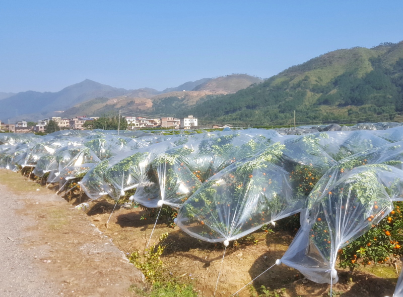 加茂金属砂糖橘专用膜防寒防冻膜金桔专用膜
