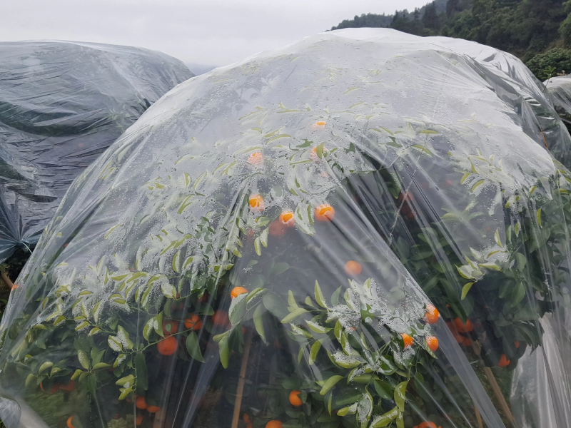 加茂金属砂糖橘专用膜防寒防冻膜金桔专用膜