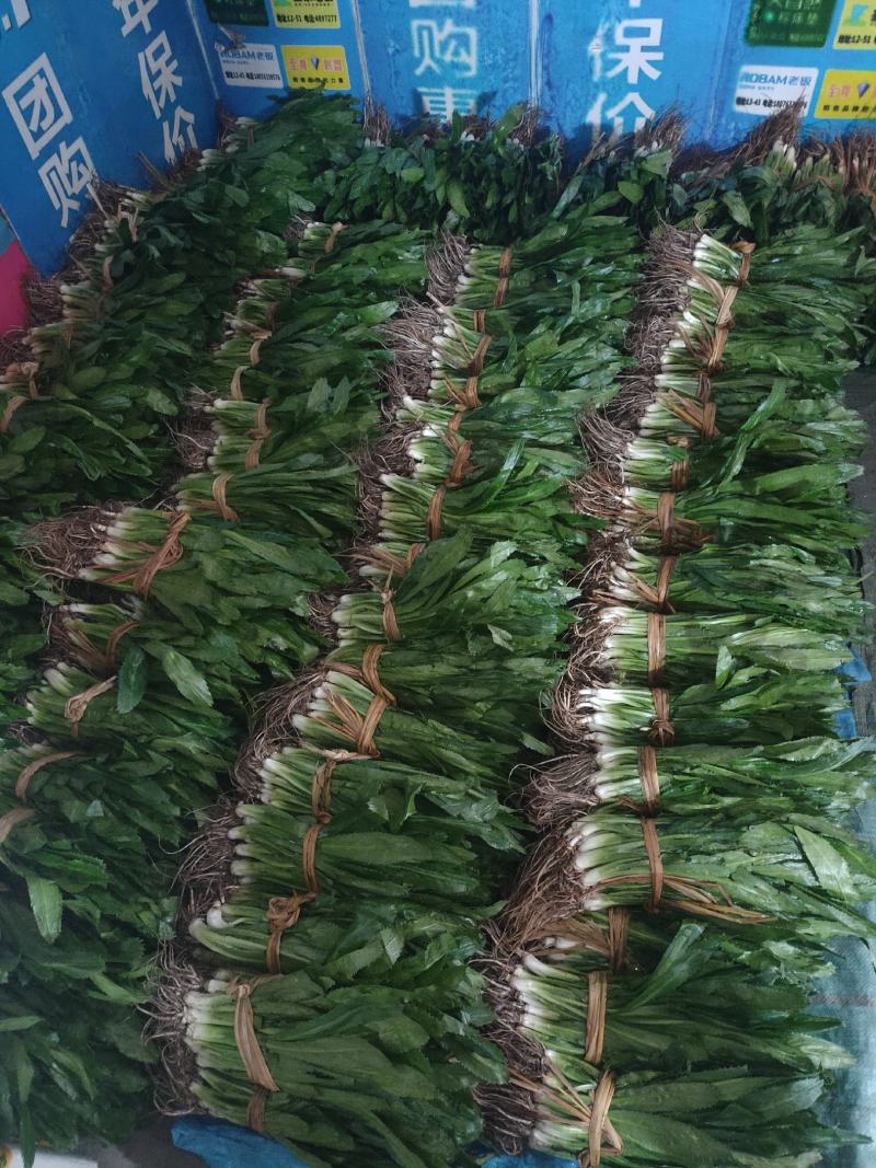 老缅香菜刺芫荽，泰国香菜，芫荽鱼生大叶香菜批发量大从优