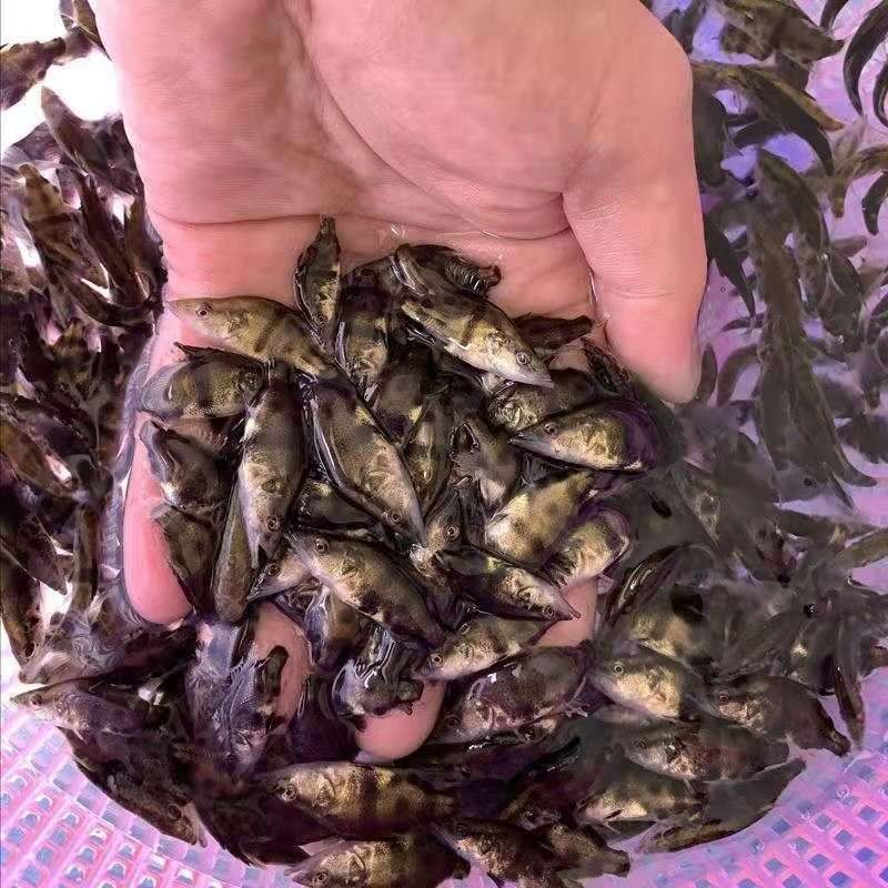 鳜鱼苗桂鱼苗翘嘴鳜易饲养市场售价高前景好