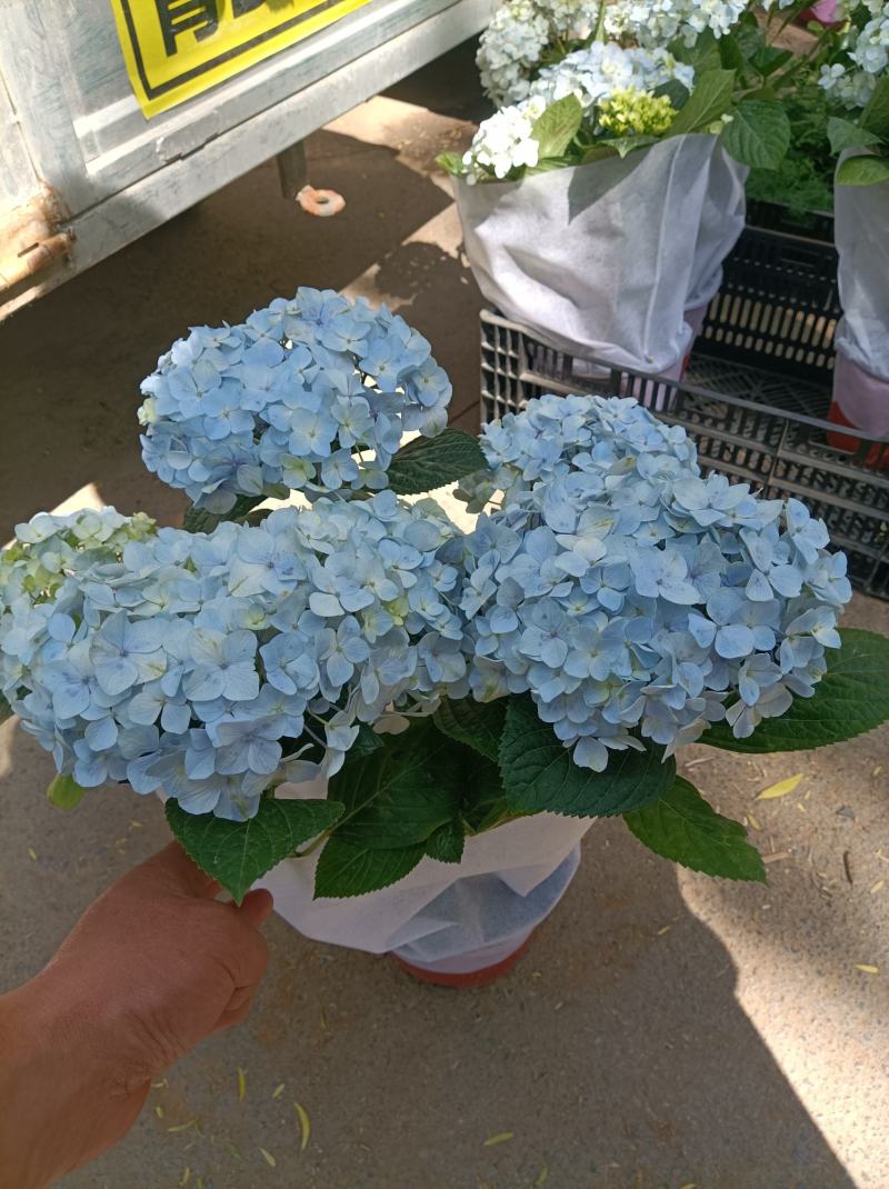 绣球花（无尽夏）八仙花/基地直发货/品种齐全/价格实惠